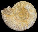Perisphinctes Ammonite - Cyber Monday Special! #54238-1